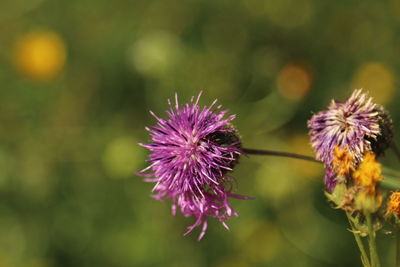 Close-up of purple thistle flowers