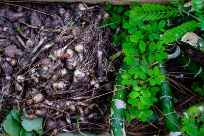 High angle view of plants growing on plant