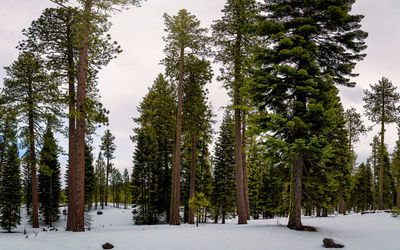 Trees in forest during winter