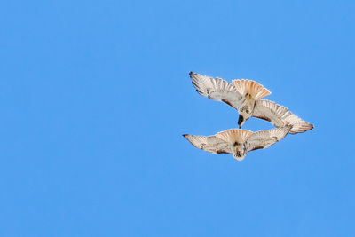 Bird flying against clear blue sky