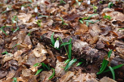 High angle view of dry leaves on field