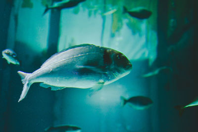 Close-up of fish swimming in aquarium