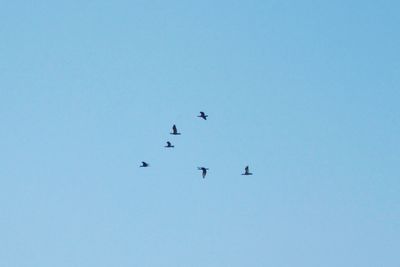 Low angle view of birds flying against clear blue sky