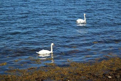 Swan swimming in lake