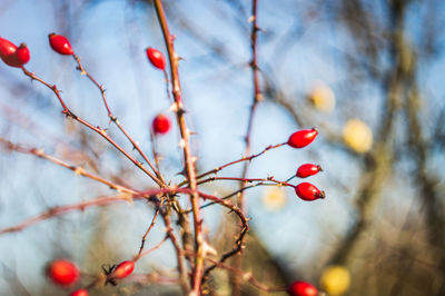 Close-up of red berries growing on tree