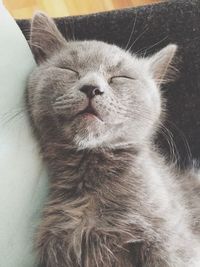 Close-up of cat sleeping