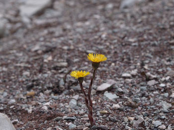 Close-up of flower