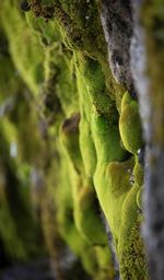 Close-up of lizard on tree trunk
