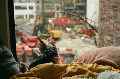 Rear view of dog relaxing in city