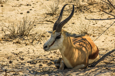 Antelope on field