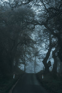 Road amidst trees in forest