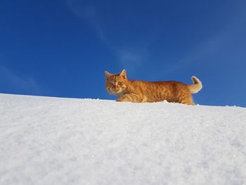 Portrait of cat on snow against blue sky