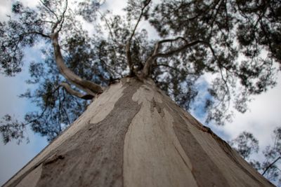 Low angle view of tree against sky