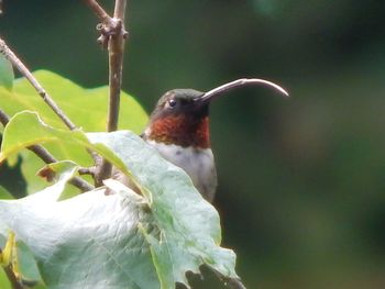 Close-up of bird perching on branch