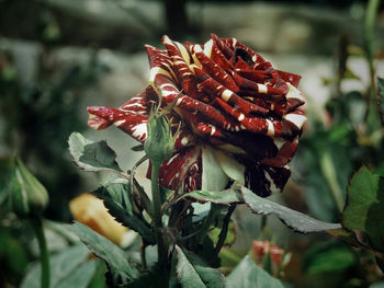 Close-up of flower blooming outdoors