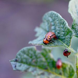 Close-up of insect on leaf