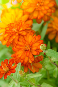 Close-up of orange flowering plant