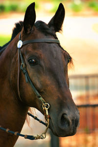 Close-up of horse in ranch