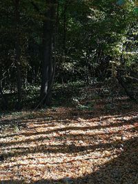 Trees growing in forest