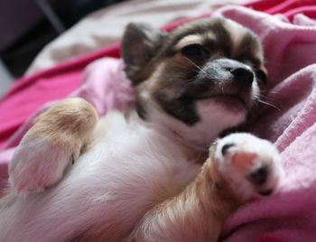 Close-up of dog relaxing on bed at home