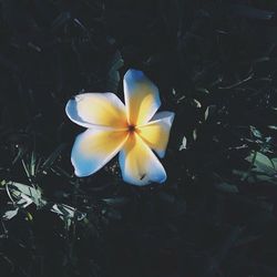 Close-up of yellow flower