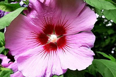 Close-up of pink flowering plant