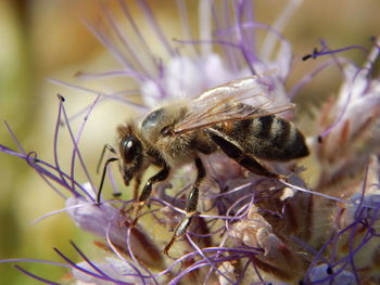 Close-up of bee on flower