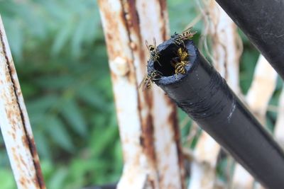 Close-up of insect on plant