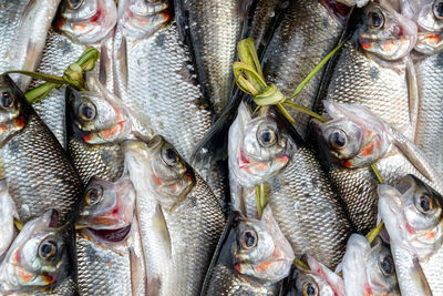 Full frame shot of fish at market for sale