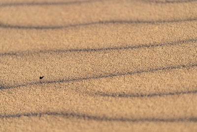 Full frame shot of cracked land