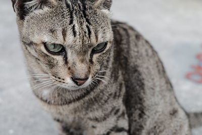 Close-up portrait of a cat