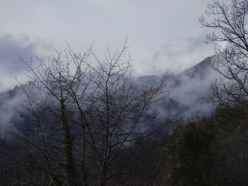 Low angle view of bare trees against sky