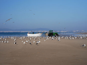 Flock of seagulls on beach