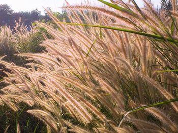 Close-up of plants growing on field