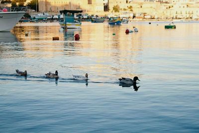 Birds in water