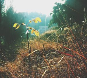 Close-up of plants