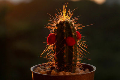 Close-up of cactus plant