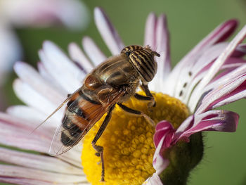 Close-up of bee pollinating on flower