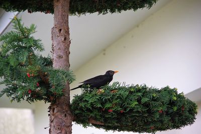 Bird perching on branch