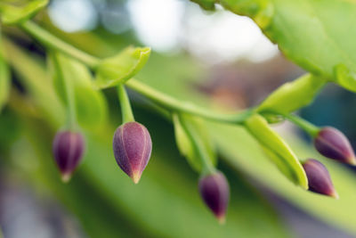 Close-up of purple flowering plant