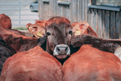 Portrait of cow