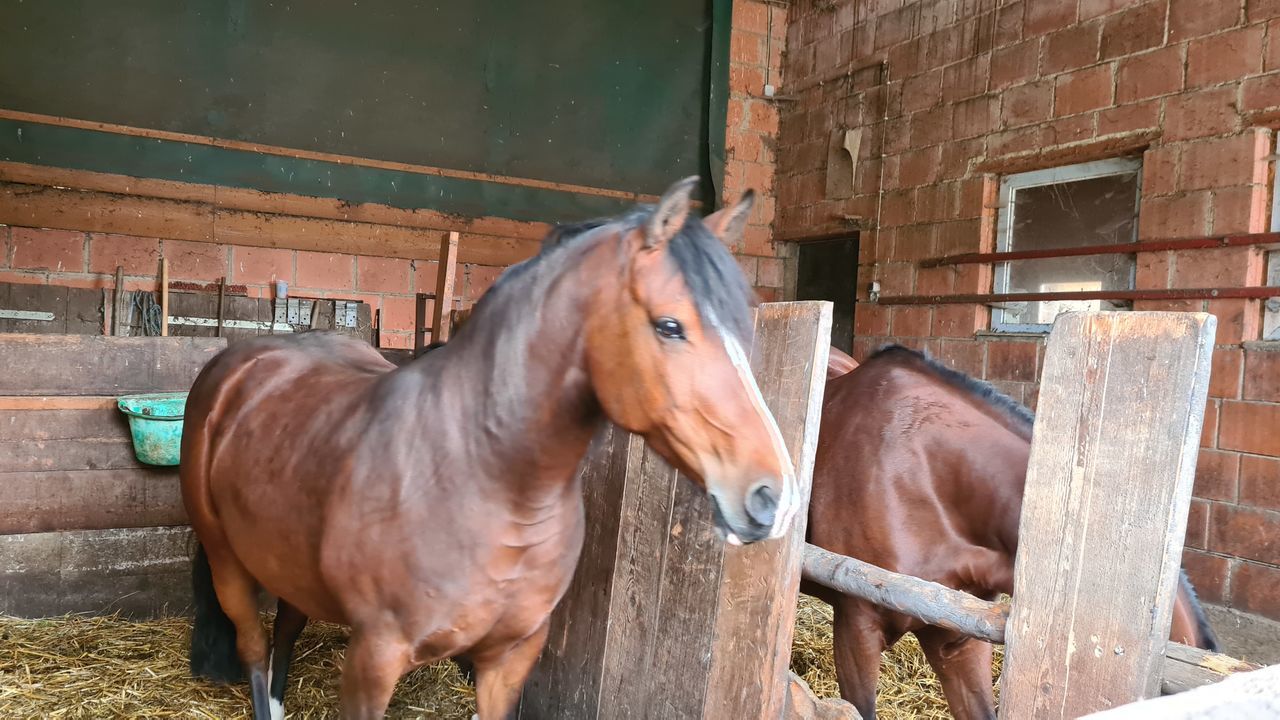 mammal, horse, animal, animal themes, domestic animals, livestock, pet, animal wildlife, mare, brown, one animal, stable, farm, standing, mane, no people, day, agricultural building, herbivorous, barn, nature, ranch, stallion, wood, working animal, agriculture, animal pen, outdoors, architecture, built structure