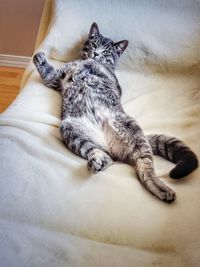 High angle view of cat relaxing on bed