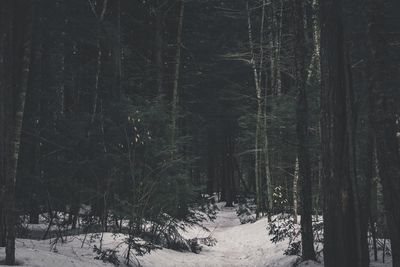 Bare trees in forest during winter