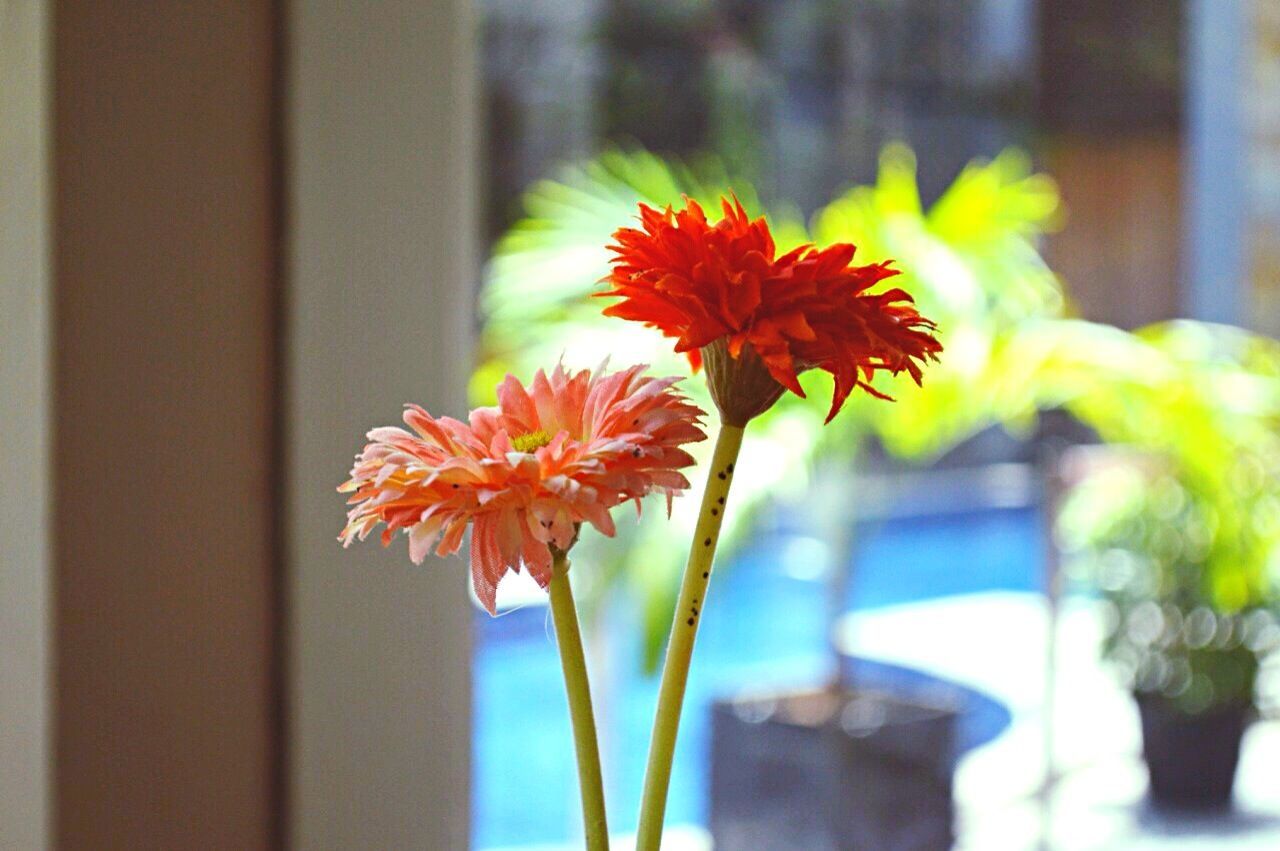 flower, petal, freshness, fragility, flower head, growth, beauty in nature, focus on foreground, close-up, orange color, stem, plant, nature, indoors, blooming, pollen, red, potted plant, vase, blossom