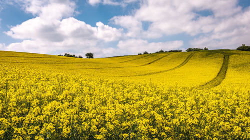 Scenic view of oilseed rape field against sky