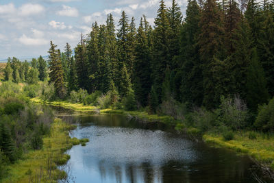 Scenic view of lake in forest