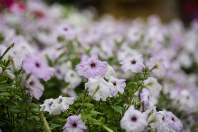 Close-up of pink flowering plant