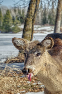 Close-up of deer on field