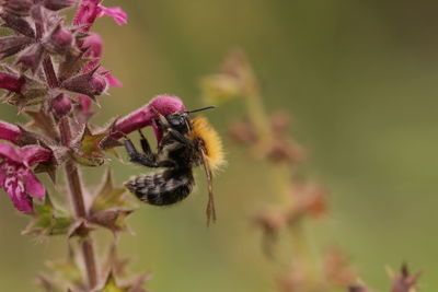 Close-up of honey bee on thistle